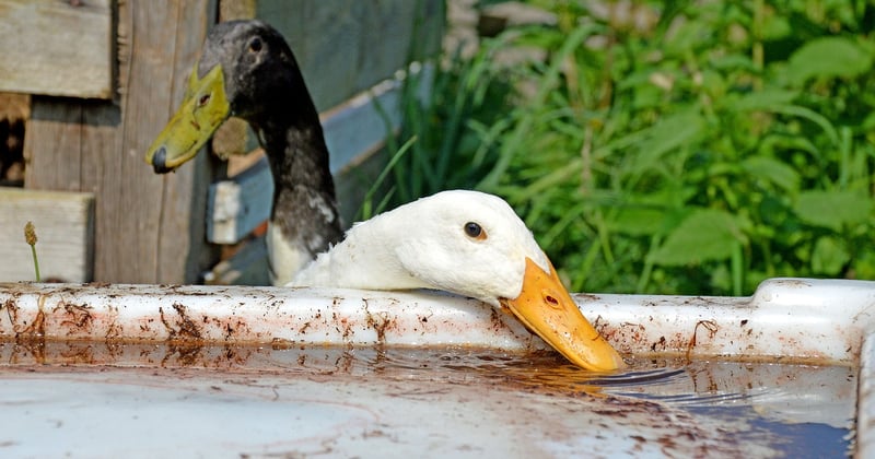 Lustige Verabschiedungen: 50 Sprüche zum Totlachen für jeden Anlass