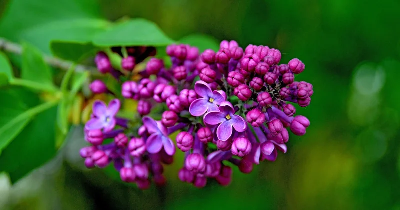 Warum wirkt die Farbe Koralle so stark auf uns?