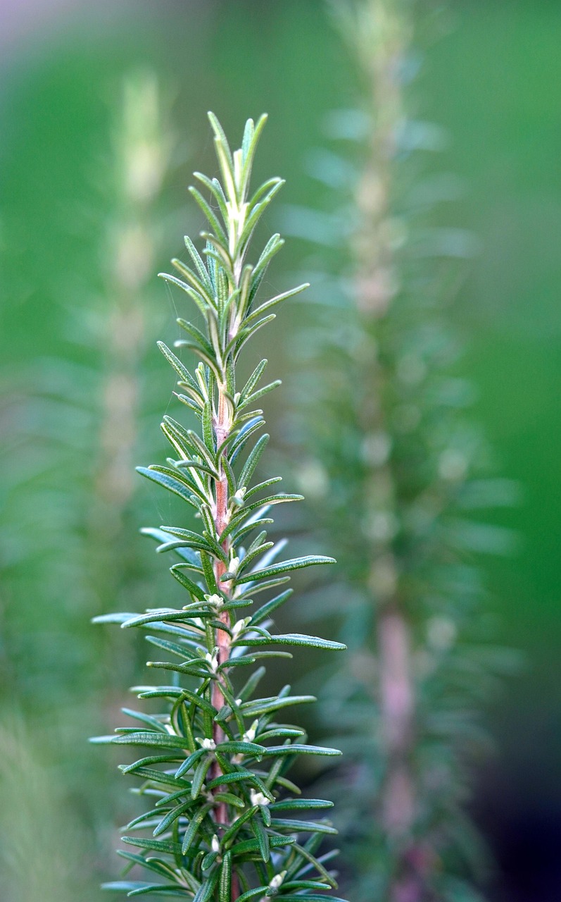 entdecken sie unsere vielfältigen gewürze, die jedem gericht das besondere etwas verleihen. ideal für köche aller erfahrungsstufen, um aromen zu intensivieren und kulinarische kreationen zu verfeinern.